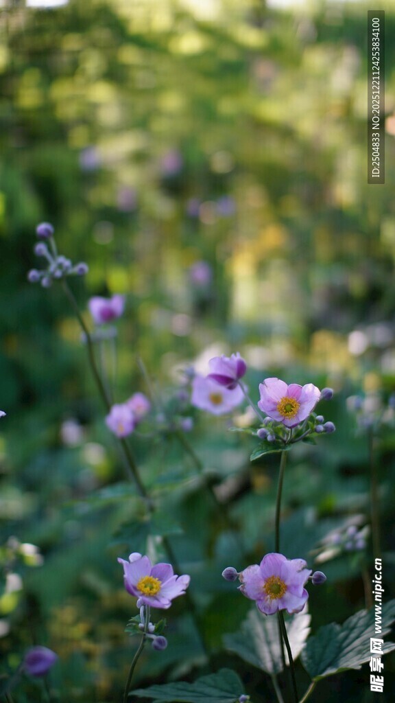 紫色小花绽放于绿意间