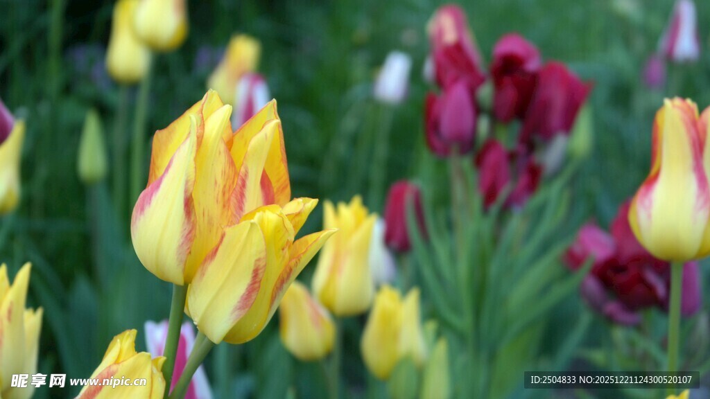 多彩郁金香绽放美景