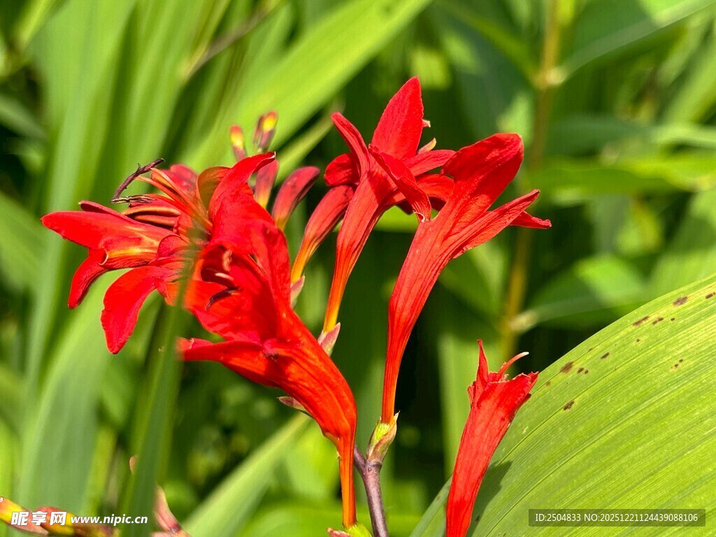 鲜艳红色花朵与绿叶相伴
