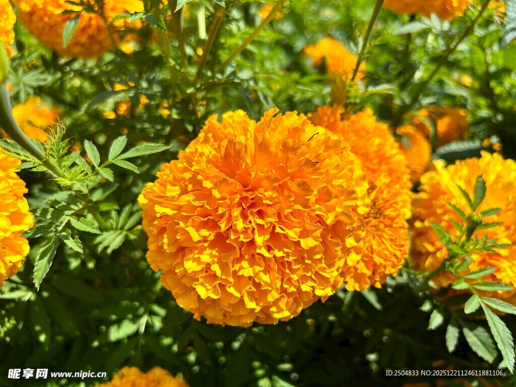 盛开的橙色万寿菊