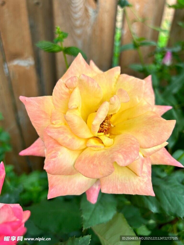 娇艳双色月季花绽放