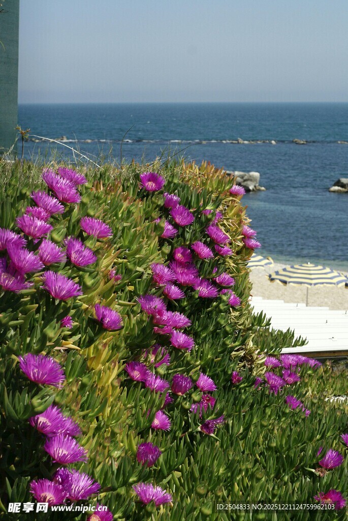 海边盛放的紫色烂漫花朵