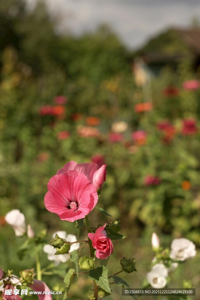 娇艳花丛中的粉色花朵