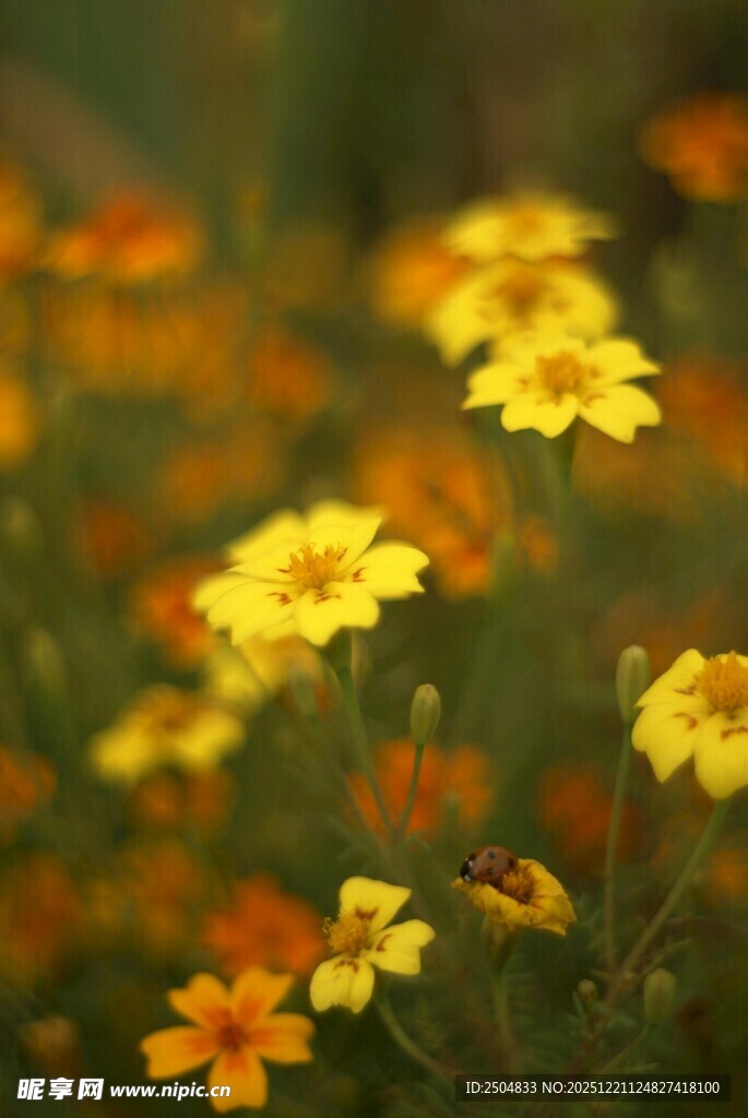 烂漫黄色小花绽放美景