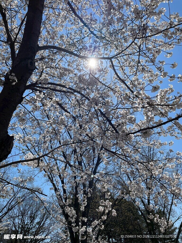 春日樱花下的阳光美景
