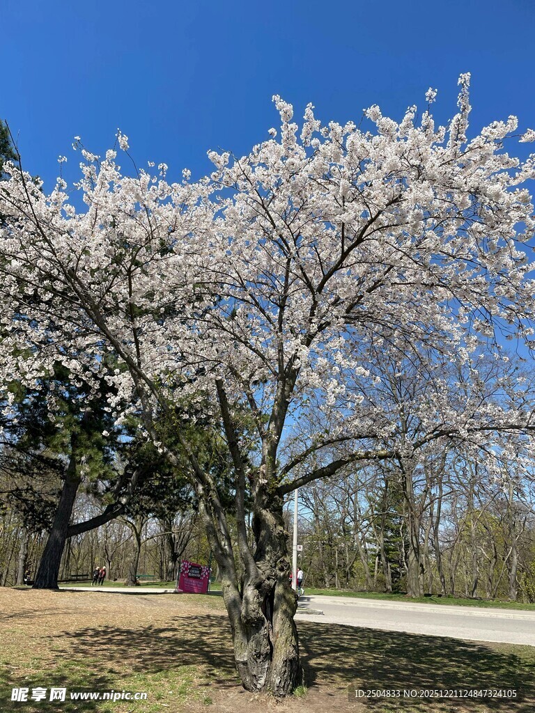 春日盛开的烂漫樱花树