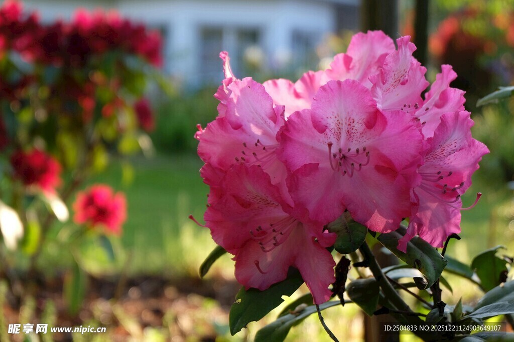 娇艳欲滴的粉色杜鹃花