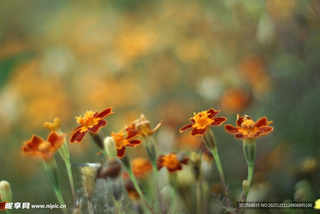 橙黄小花绽放于自然间