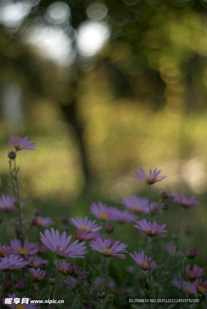 花丛中的紫色小花