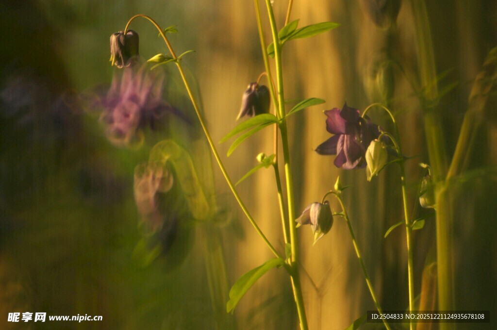 夕阳下的紫色小花