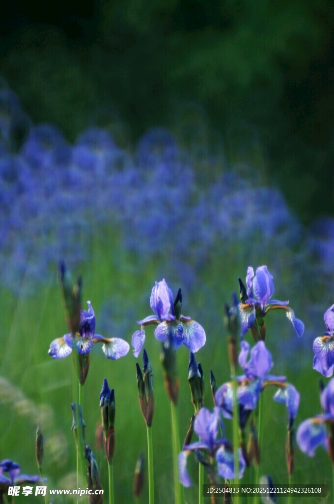蓝紫色鸢尾花绽放美景
