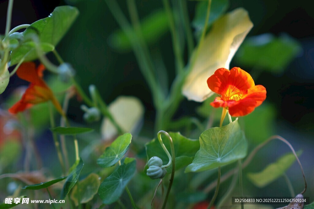 娇艳花朵绽放于绿叶间