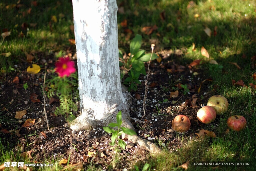 树下苹果与花草的景致