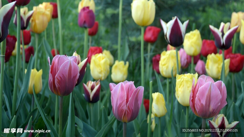 多彩郁金香绽放花园