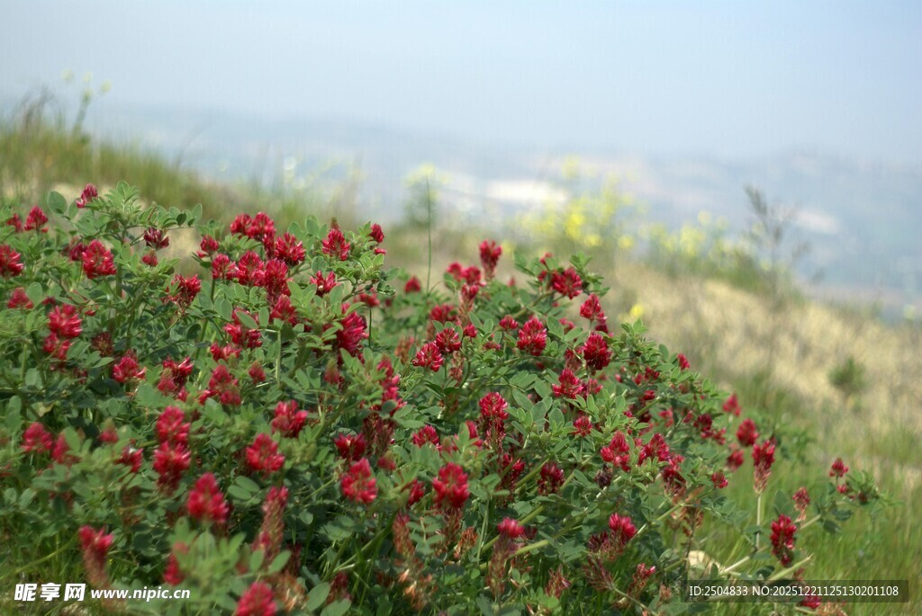 山坡上绽放的艳丽红花朵
