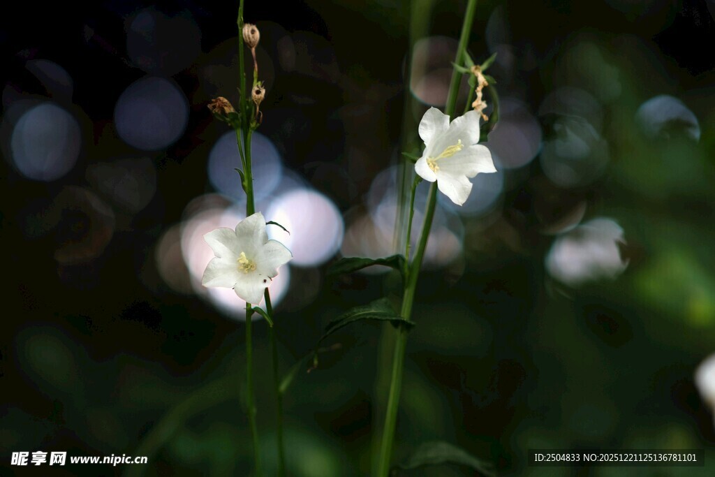 白色铃状小花 清新自然