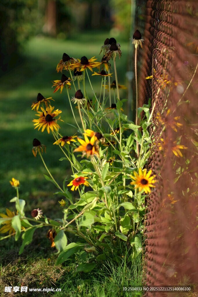 墙边绽放的多彩野花