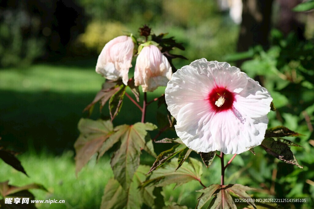 娇艳木槿花绽放于绿野
