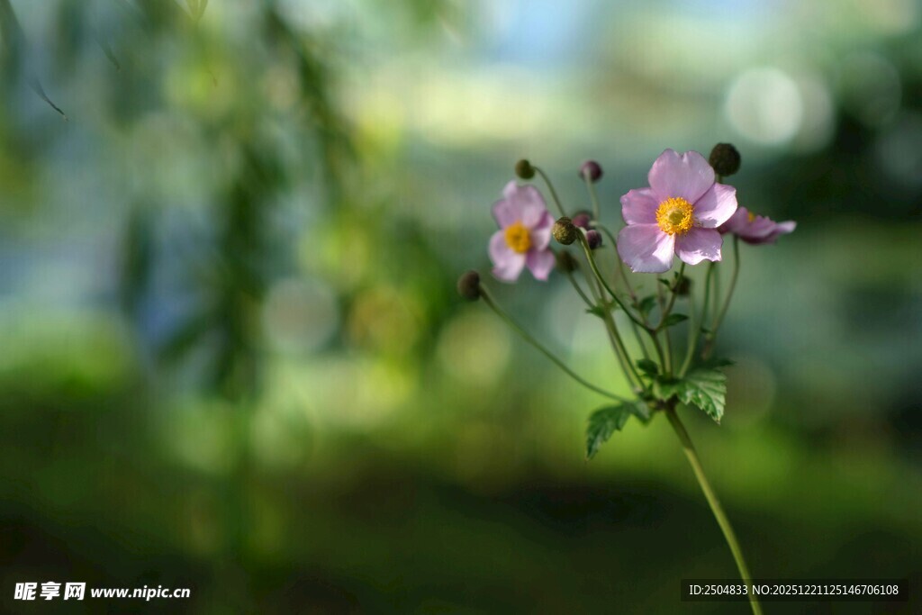 娇艳野花绽放于绿意间