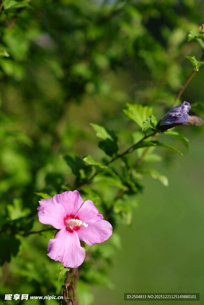 娇艳粉色木槿花