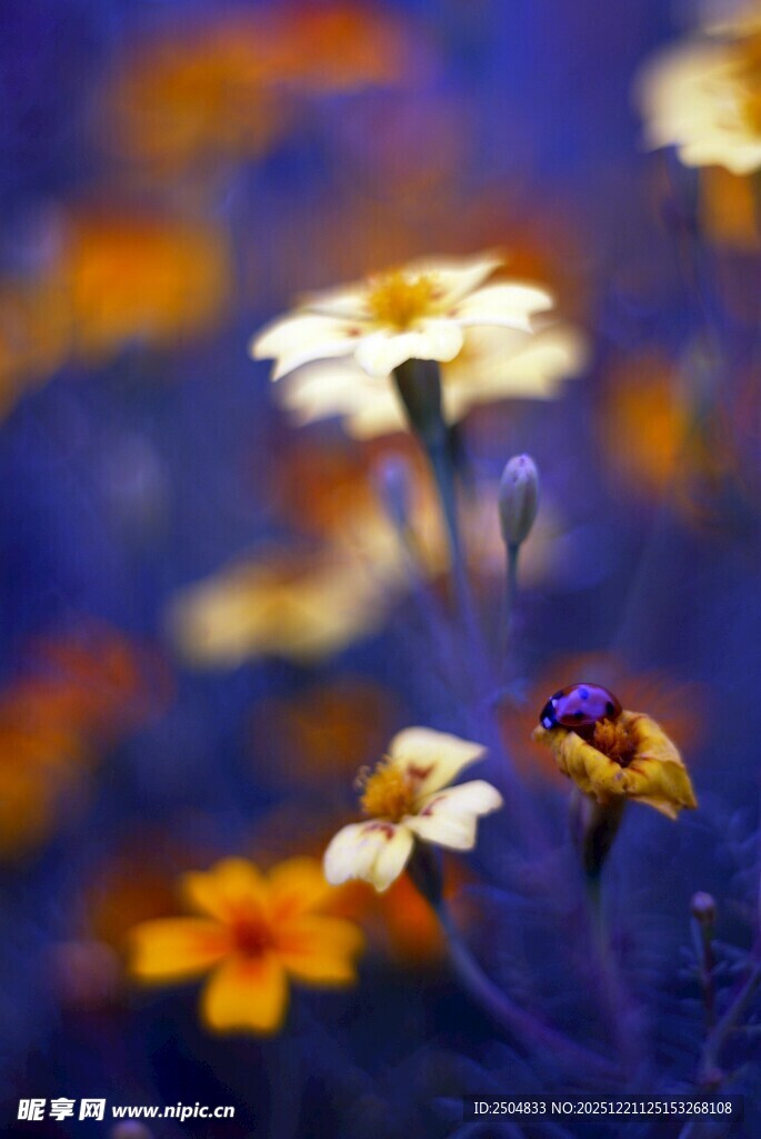 蓝背景下绽放的多彩小花
