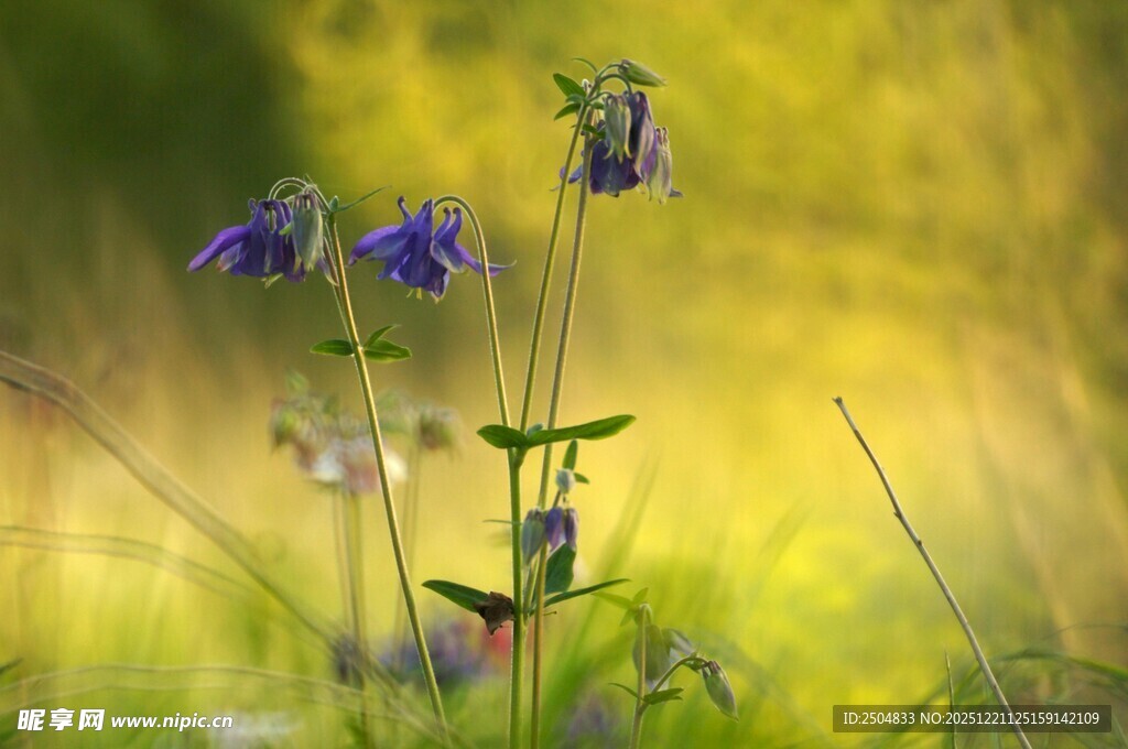 阳光下的紫色野花