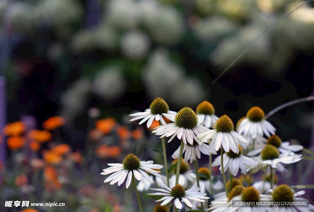 白色雏菊绽放于花丛间