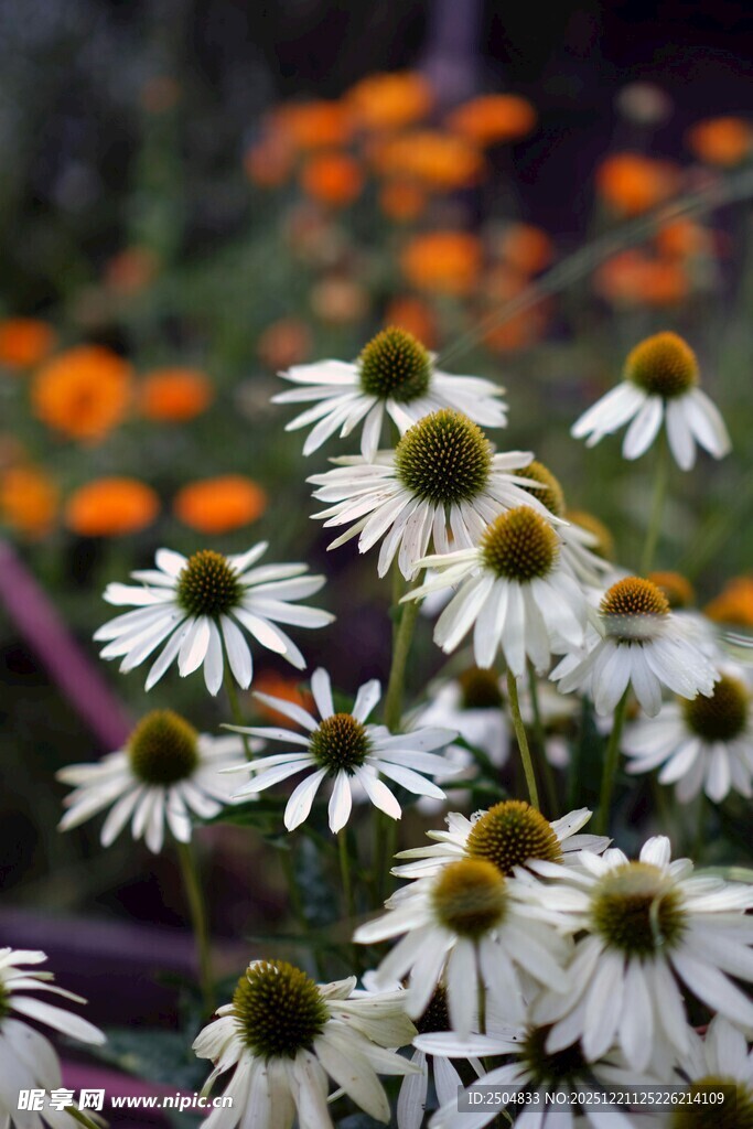 白色雏菊绽放于花丛中