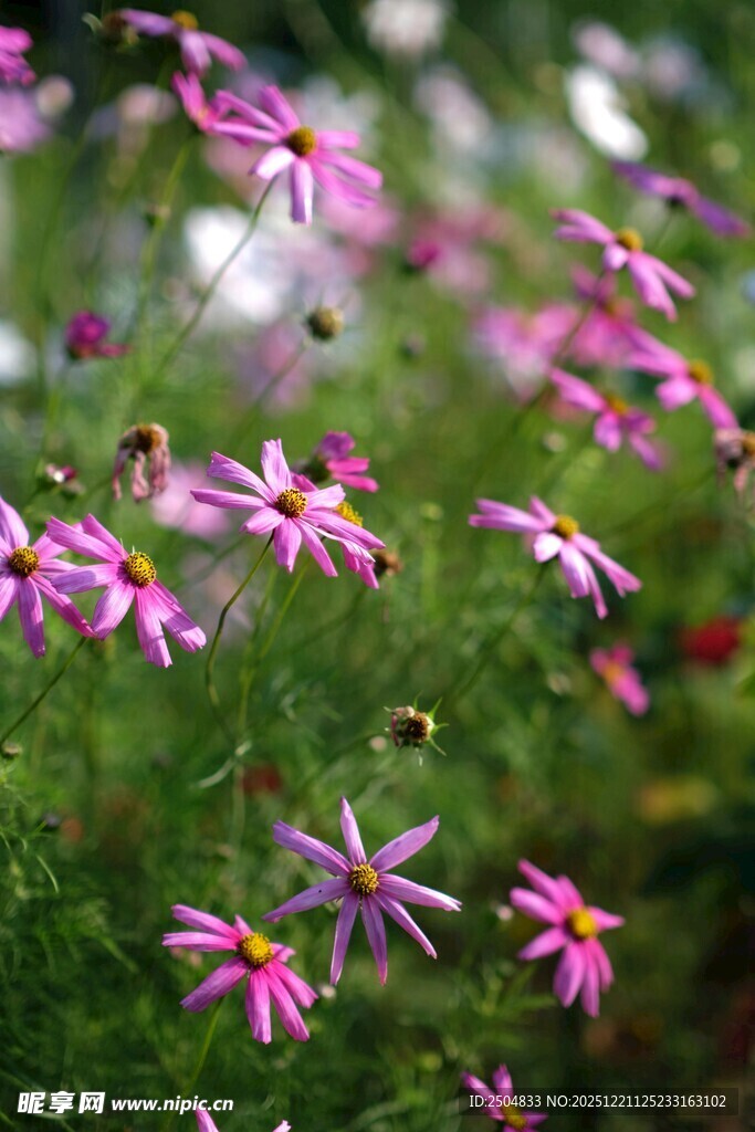 烂漫紫花绽放于绿野间