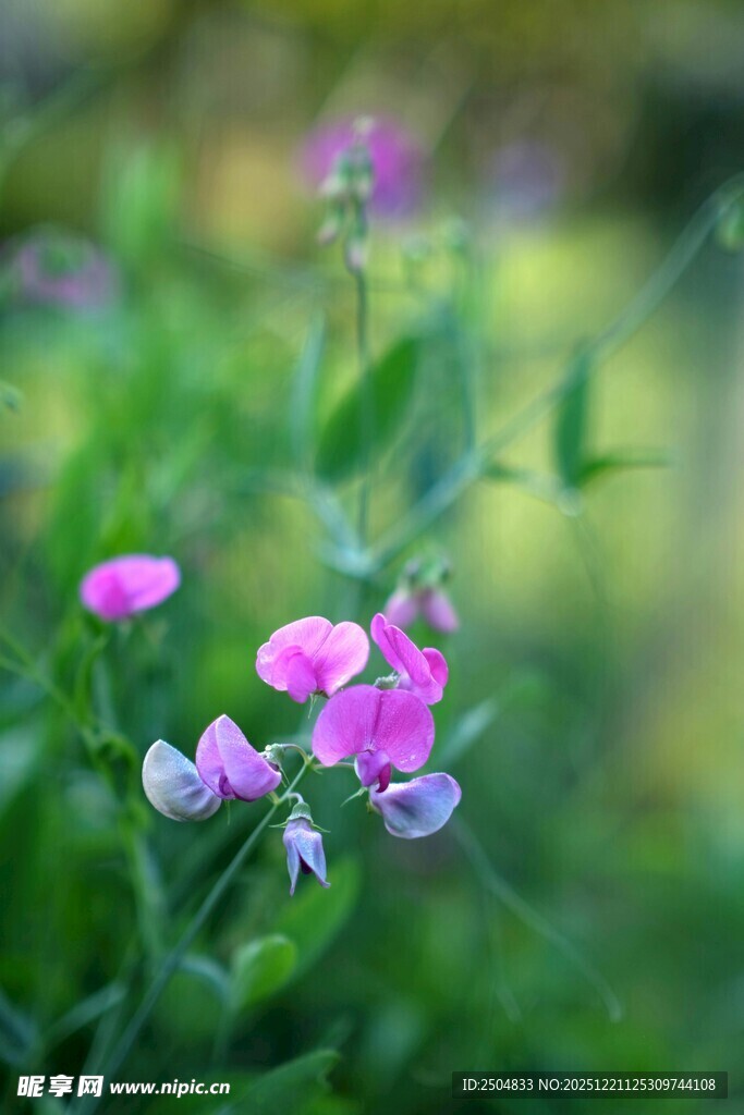 娇艳粉花绽放于绿意间