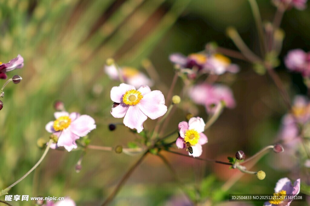 野外绽放的美丽小花