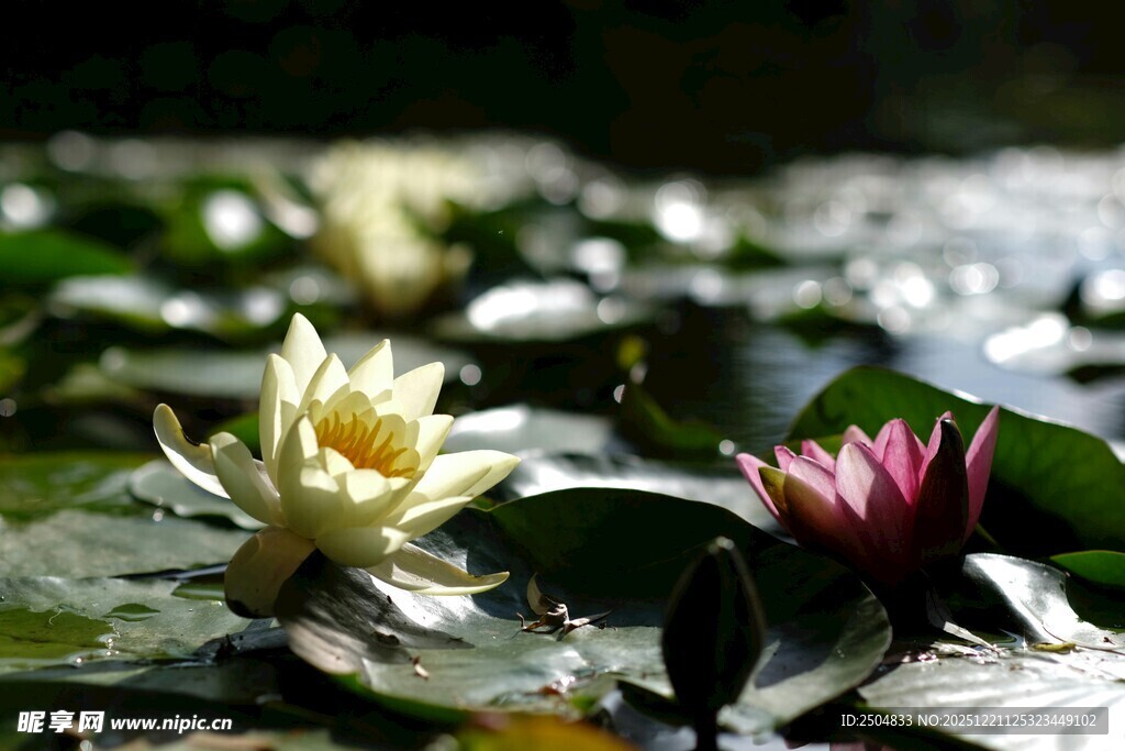水中绽放的美丽睡莲