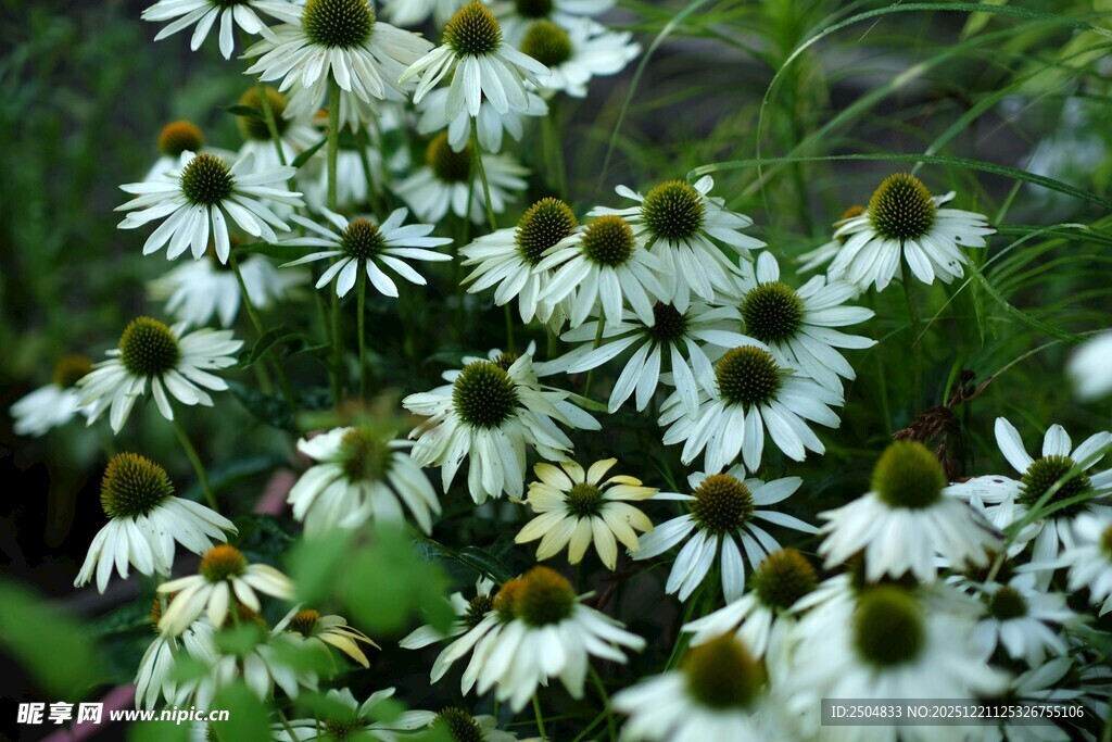 白色雏菊绽放的美丽瞬间