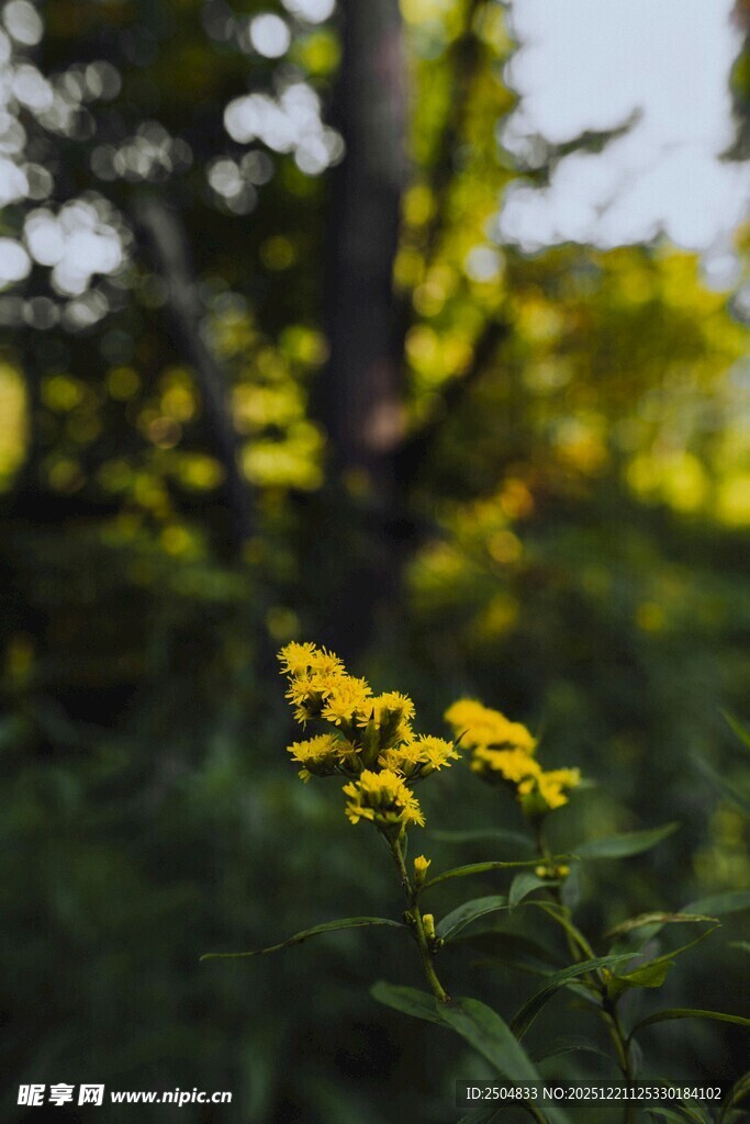 林间绽放的黄色小花