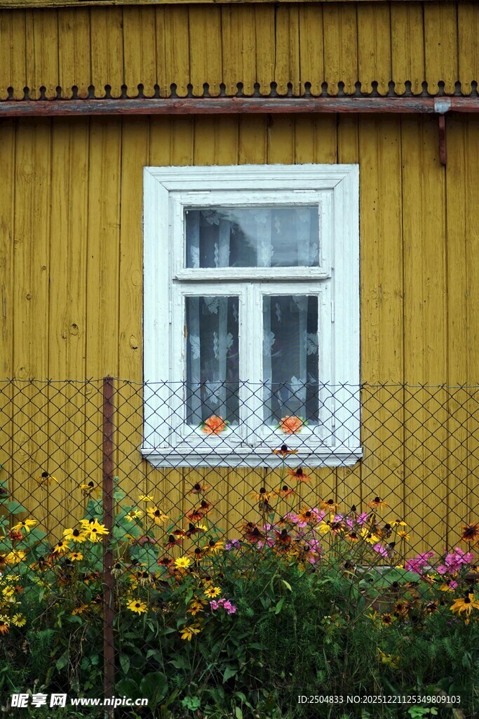 黄墙窗边的多彩花卉景观