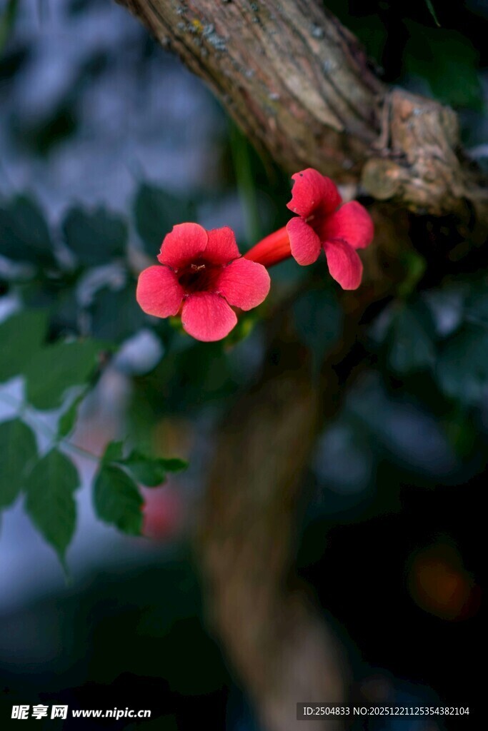 枝头绽放的两朵艳丽红花