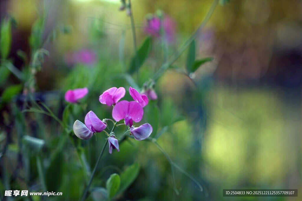 粉色小花绽放于绿意间