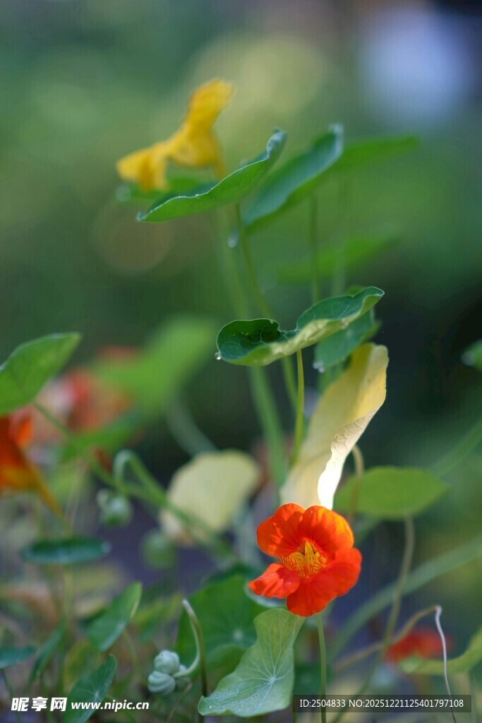 多彩旱金莲绽放于绿意间