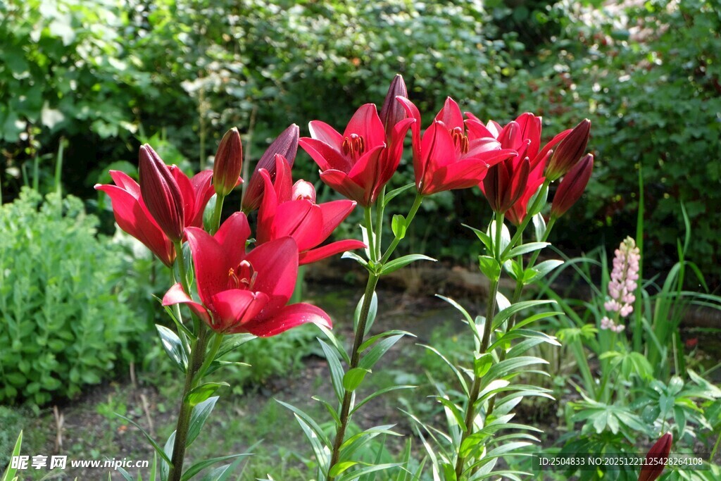 花园中绽放的艳丽红百合