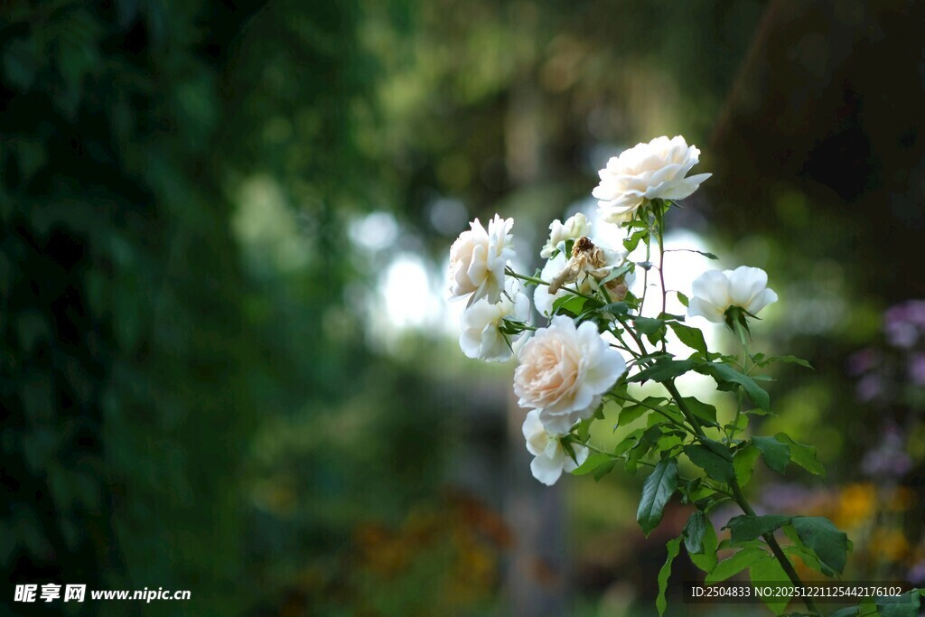阳光下绽放的白色小花