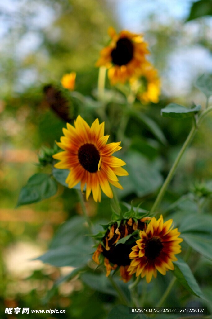 绽放的美丽向日葵