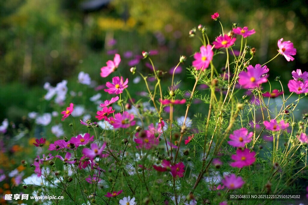 缤纷花海中的娇艳花朵