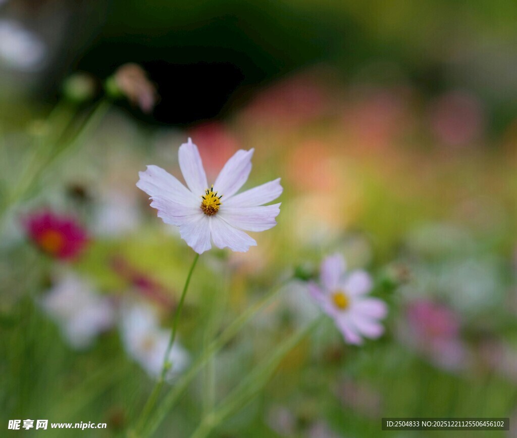 清新绽放的美丽格桑花