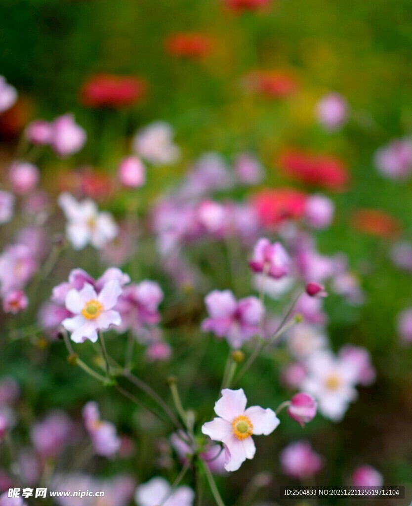 烂漫花丛中的美丽小花