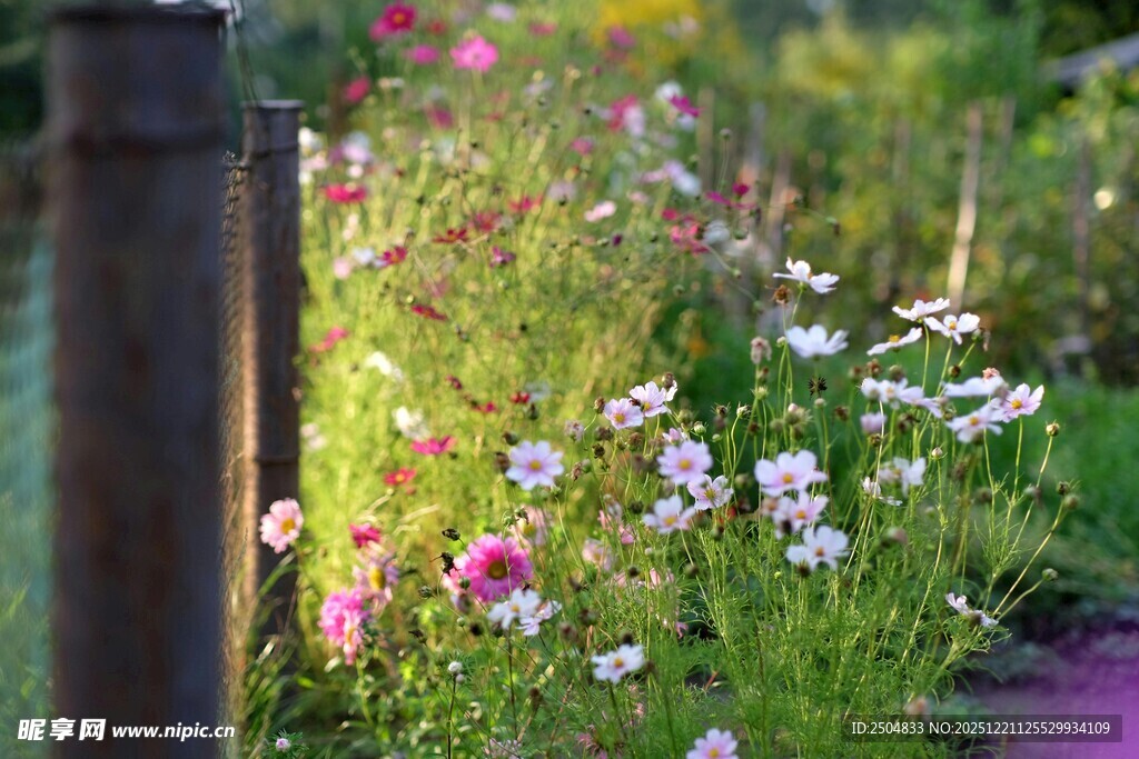 田园花丛中的自然景致
