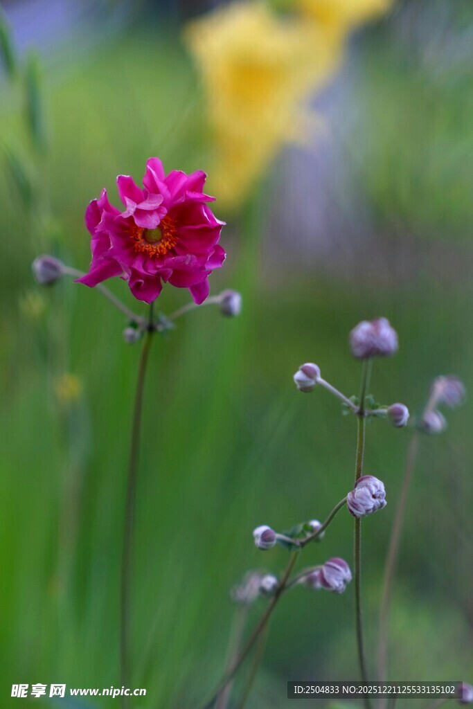 娇艳红花绽放于绿野间