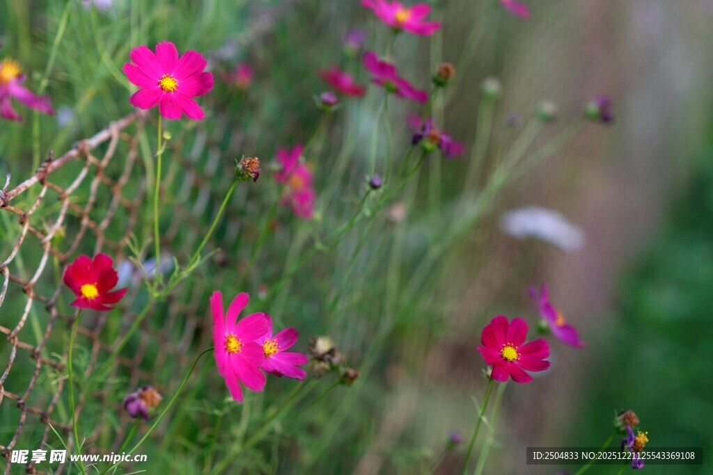 烂漫花丛中的娇艳花朵