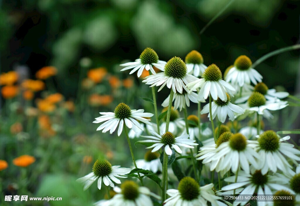 白色松果菊绽放于花丛中