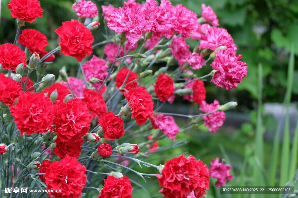 鲜艳多彩康乃馨绽放