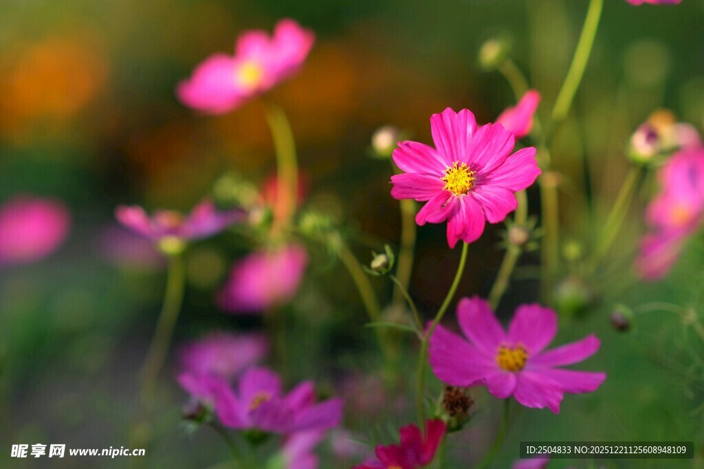 娇艳粉色小花绽放